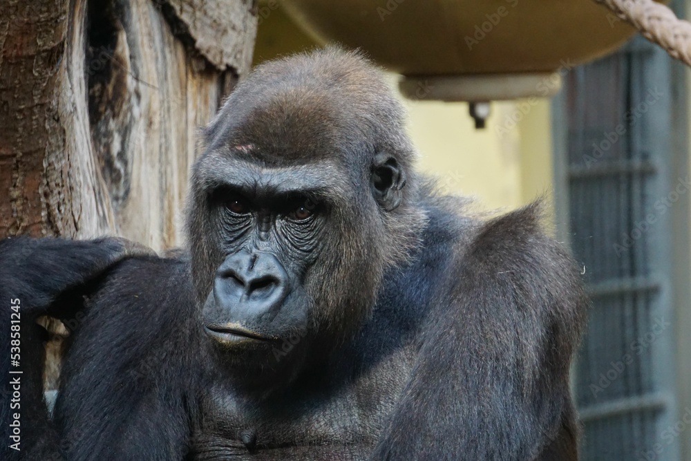 Poster Closeup of a black gorilla in the zoo