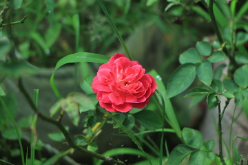 A beautiful deep pink rose growing in a garden.