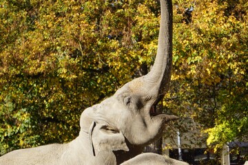 Closeup of an elephant roaring against a background of trees