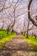 Obraz premium 埼玉県 幸手権現堂桜堤・満開の桜と菜の花畑 