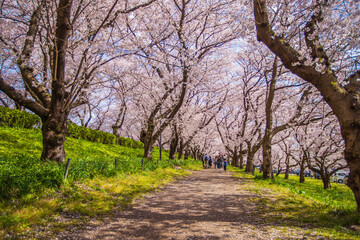 Obraz premium 埼玉県 幸手権現堂桜堤・満開の桜と菜の花畑 