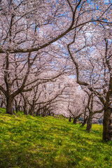 Naklejka premium 埼玉県 幸手権現堂桜堤・満開の桜と菜の花畑 
