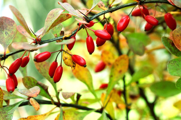 Red barberry berries as a background image