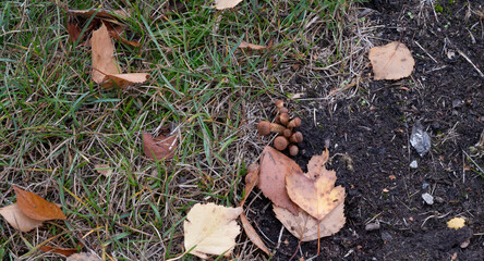young mushroom in autumn forest