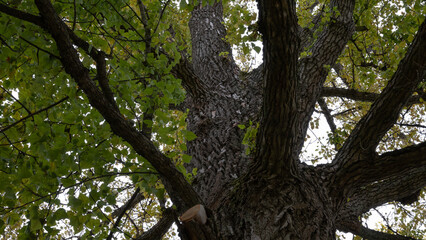 branches of the tree