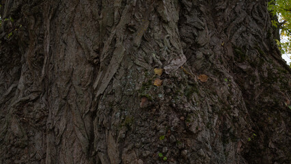 bark of a tree