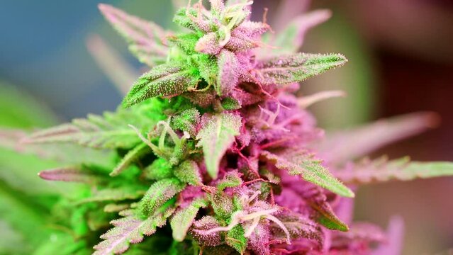 Macro detail of ripe cannabis plant - hemp - in 4K VIDEO. Blooming colored female marijuana flower with large bud colas and visible pistil hairs and amber trichomes. Close-up.