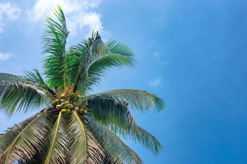 Green top of a palm tree with coconuts against a blue sky, copy space. Travel and tourism