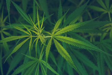 Fototapeta premium Green weed Marijuana tree cannabis plant narcotic herbal in CBC greenhouse. Hemp leaf made cannabis crude oil medicine farm. CBC, THC herb agriculture Weed leaf Drug. Medicine sustainability concept