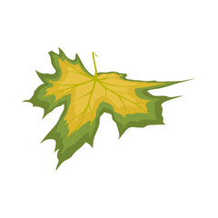 Maple Leaf