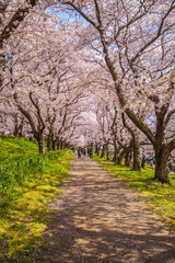 Fototapeta premium 埼玉県 幸手権現堂桜堤・満開の桜と菜の花畑 