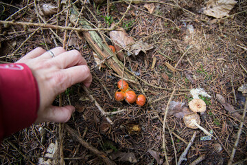 young yellow annulated boletus in the forest