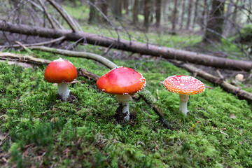 three red mushrooms in the forest, fly mushrooms