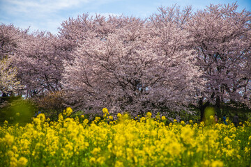 Naklejka premium 埼玉県 幸手権現堂桜堤・満開の桜と菜の花畑 