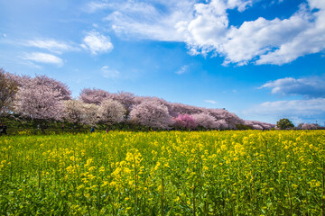 埼玉県　幸手権現堂桜堤・満開の桜と菜の花畑
