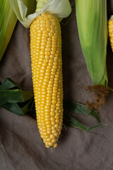 Food cooking background sweet corn on cob top view on textile