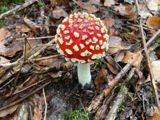fly agaric mushroom
