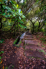 Levada do Ribera del Janela, in Madeira