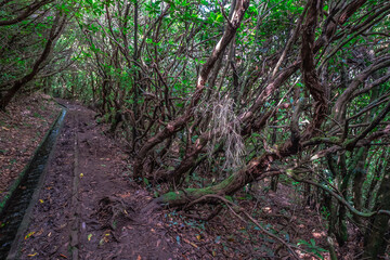 Levada do Ribera del Janela, in Madeira