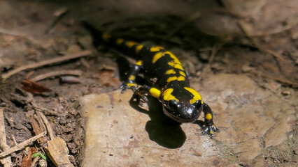 A salamander on the way, excursions in the forest