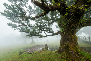 The forest of Fanal shrouded in mist