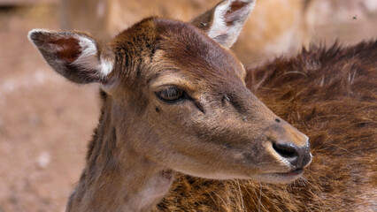 A deer on guard, Tense look