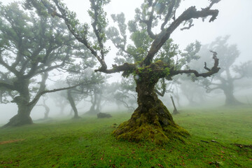 The forest of Fanal shrouded in mist