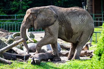 Fototapeta premium elephant in the zoo