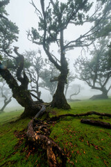 The forest of Fanal shrouded in mist