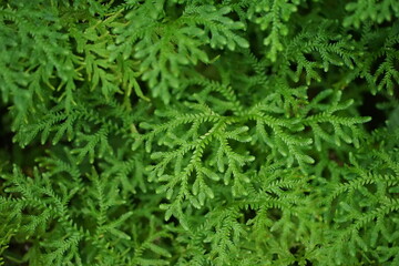 Lush green moss. Close-up. Green moss background. There is space for designing web banners. Wide. Panorama. Nature.