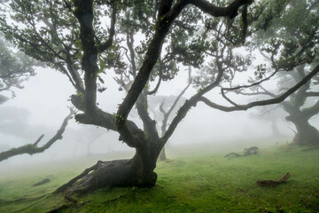 The forest of Fanal shrouded in mist