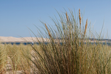 Close up on plants growing in the sand of a dune in front of the sea. Location is Cap Ferret