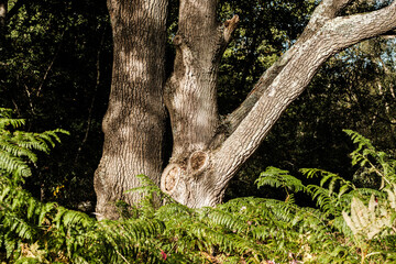 Obraz premium Oak tree branch shining in morning light