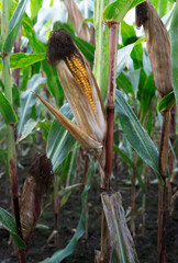 Mature maize ear on a stalk