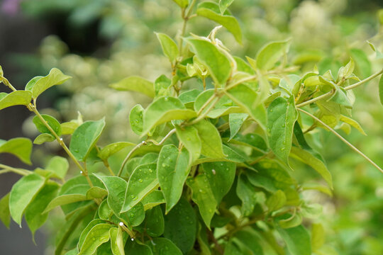 Gymnema Sylvestre Medicinal Plant Leaves. This plant is a good medicine for diabetes.Common names include gymnema, Australian cowplant and Gurmar.