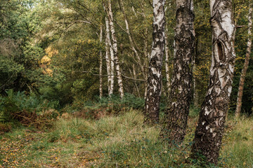 Obraz premium Sliver Birch