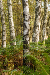 Sliver Birch
