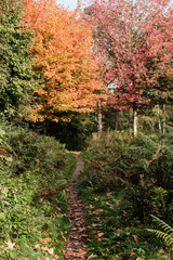 Autumn Leaves on tree
