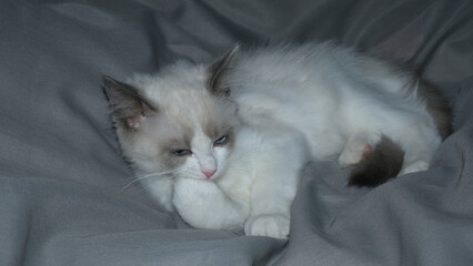 
Ragdoll kitten. Cute fluffy cat.