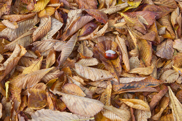 Leaves of the horse chestnut tree on the ground at fall. Focus on chestnut.