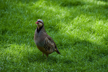 Partridge