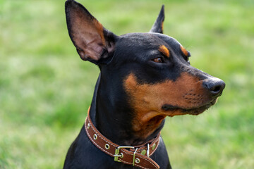 Black and tan german pinscher portrait on summer time. Tan-and-black German Pinscher with uncropped...