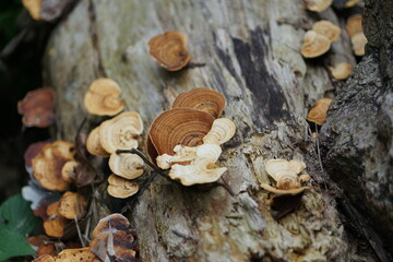mushrooms on tree trunk mushrooms are similar to Lingzhi lucidum on the logs.