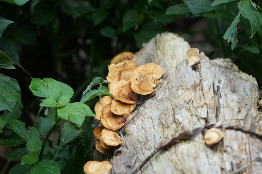 mushrooms on tree trunk mushrooms are similar to Lingzhi lucidum on the logs.