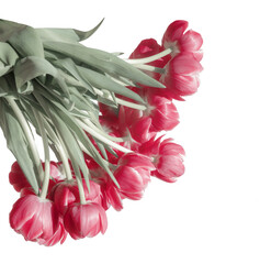 Pink tulips flowers bunch, isolated 