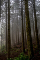 Coniferous forests at the foot of Pico Arieiro in Madeira