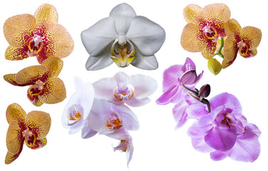 Set of several different orchid flowers purple, lilac, burgundy, yellow closeup isolated on white transparent background for design and collage.