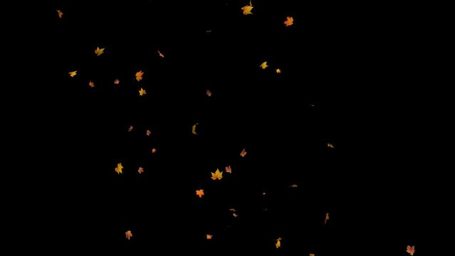 Super slow motion of falling autumn maple leaves, maple dry leaves falling on camera, alpha matte, loop, animated leaves, Autumn leaves falling slowly on black background.