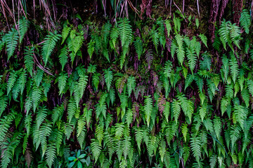 Washing of the 25 sources near Paul de la Serra in Madeira