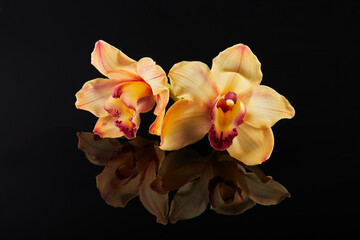 Fototapeta na wymiar Cymbidium orchid flower on black glass background with reflection
